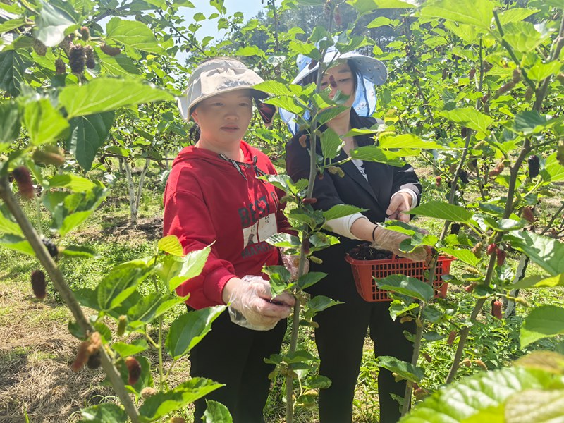 游客們正在采摘桑葚。