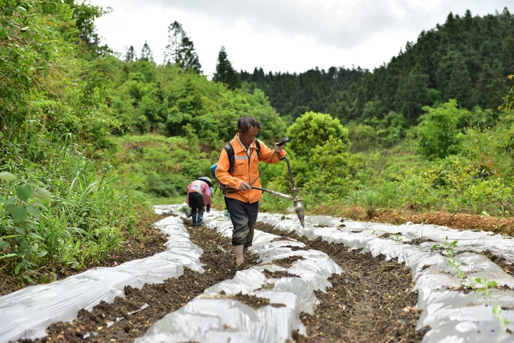 農(nóng)戶在覆膜上鉆打栽苗孔.JPG
