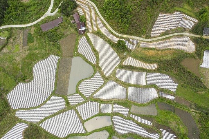 磻溪鎮(zhèn)辣椒種植基地航拍圖.jpg