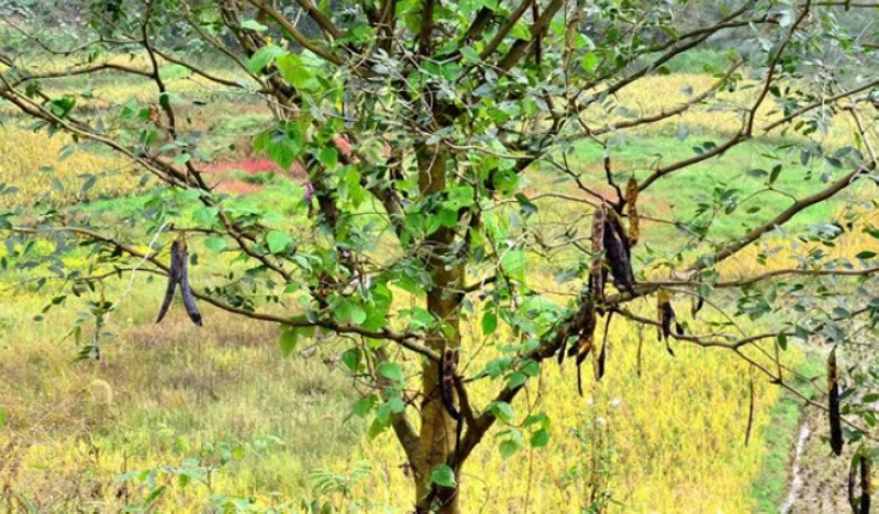 皂角掛滿枝頭。王秀芳攝
