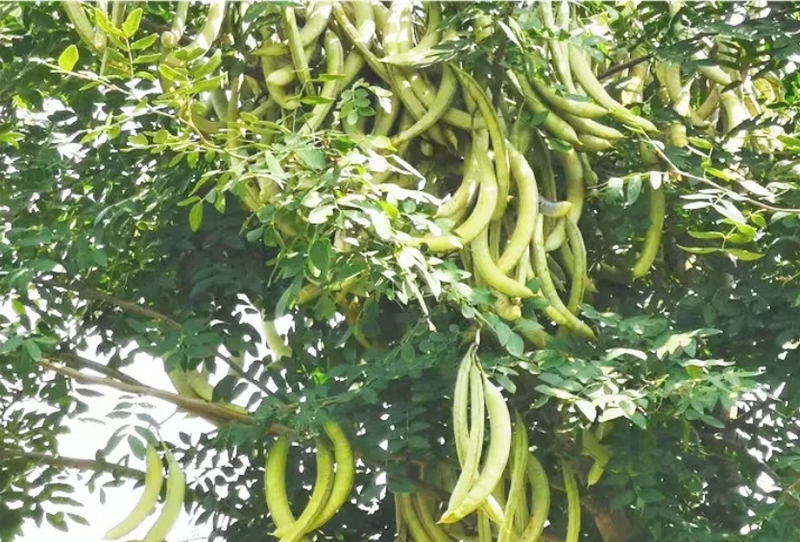 皂角掛滿枝頭。