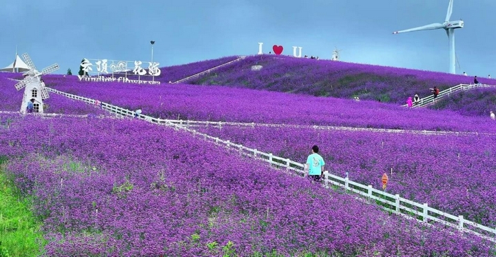 花溪高坡云頂花海。