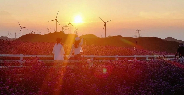 花溪高坡云頂花海。