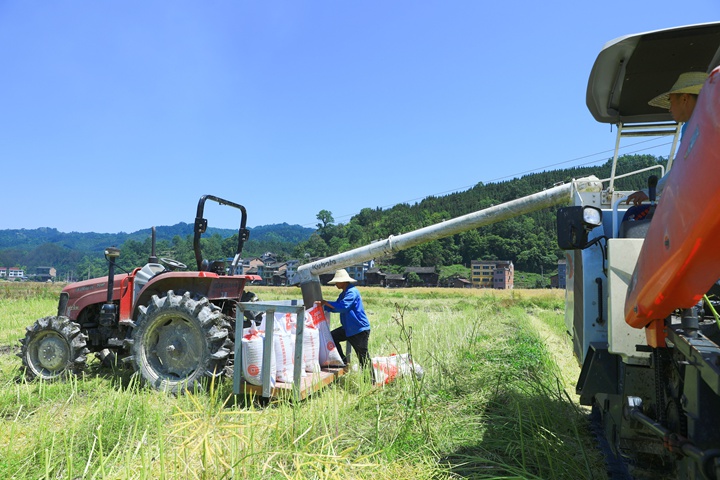 收割機將脫離、清選好的油菜籽導入袋中。