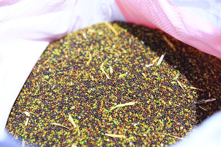 才采收出來的油菜籽。