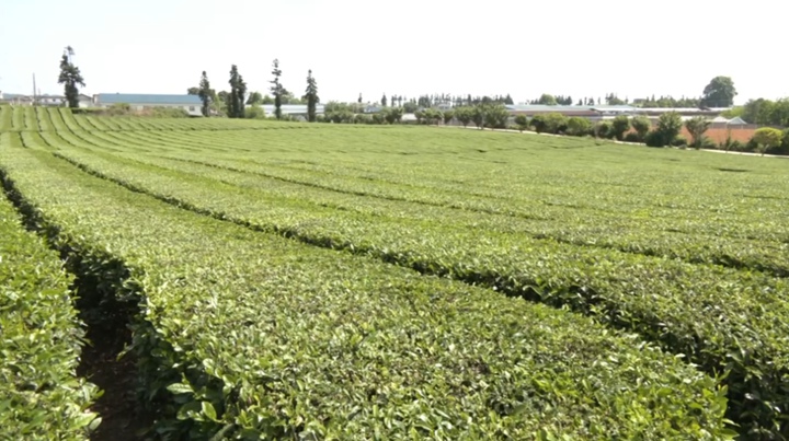 安順市西秀區大西橋鎮千畝茶山一角。