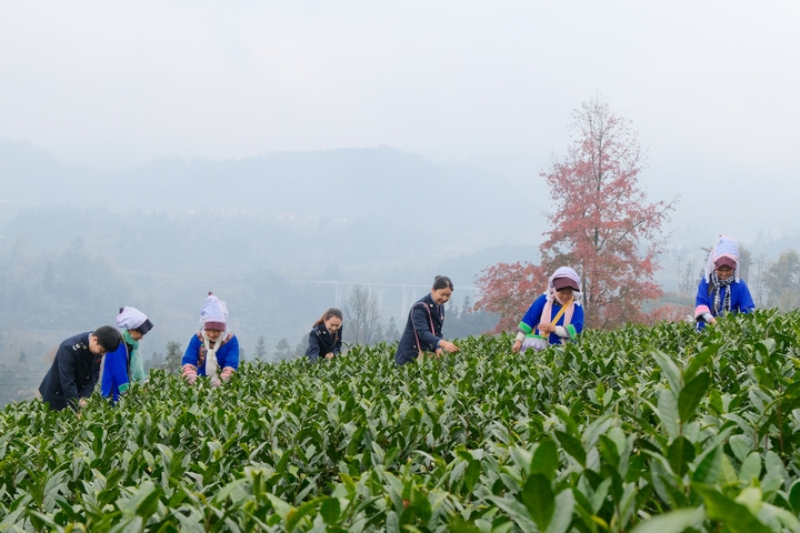 茶山景區(qū)村民采茶忙。 黔西南州稅務局供圖..jpg
