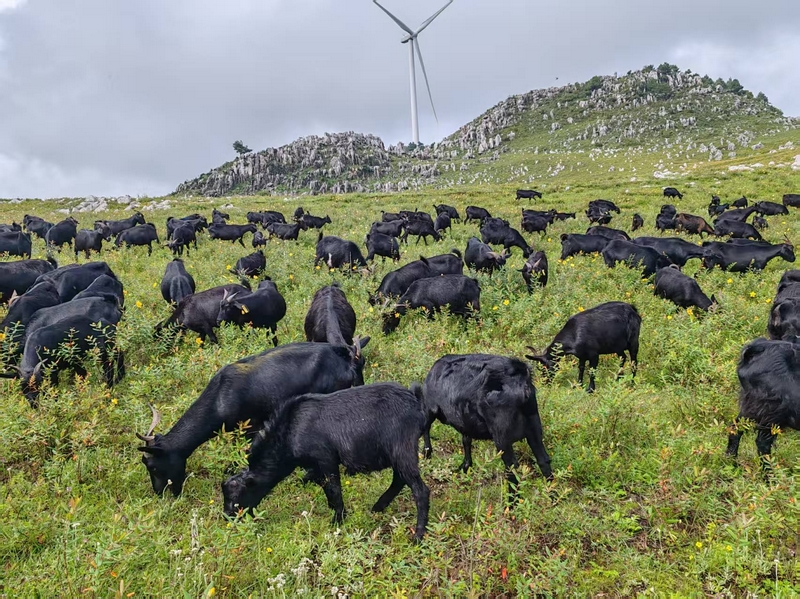 管彥坤養(yǎng)殖的黑山羊。