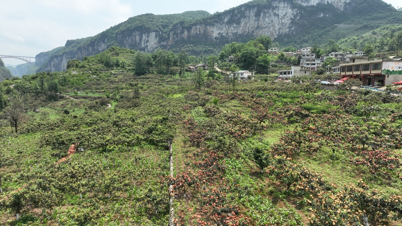 長順縣山口村枇杷種植基地。