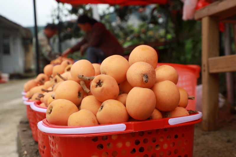 長順縣山口村枇杷。