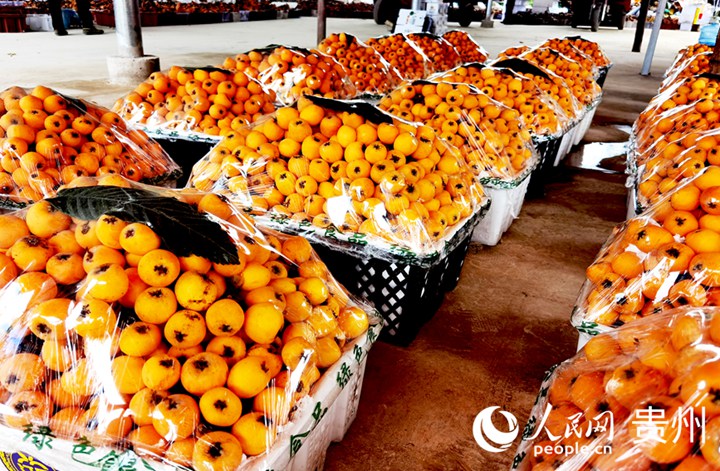 分揀區(qū)內(nèi)，打包好的枇杷等待運輸。人民網(wǎng)記者 王秀芳攝