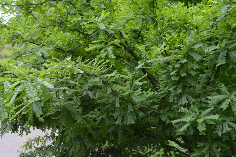 貓場鎮皂角樹。劉榮江攝