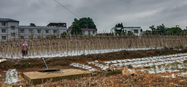 雙堡鎮田野上的“竹竿編插支架法”。