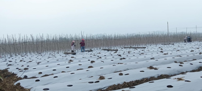 雙堡鎮田地上已覆蓋薄膜。