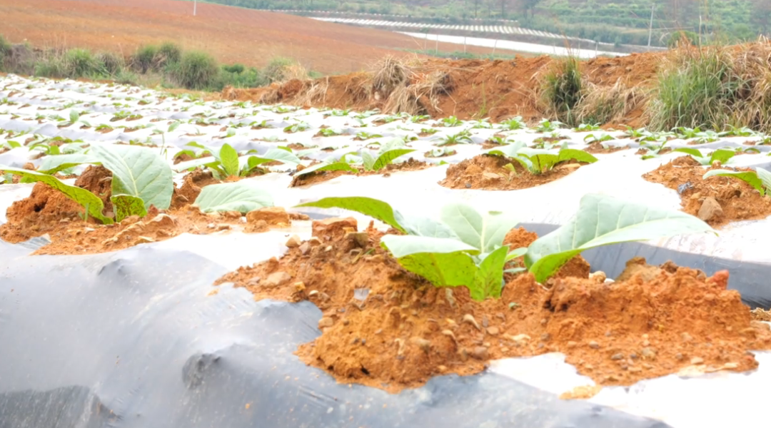 黃臘鄉烤煙大田。