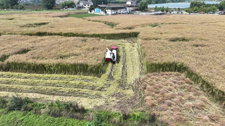 金沙縣西洛街道開化社區105畝油菜淺耕“雙飛三適”藝機一體化技術示范基地采收現場。金莎攝 (3).jpg