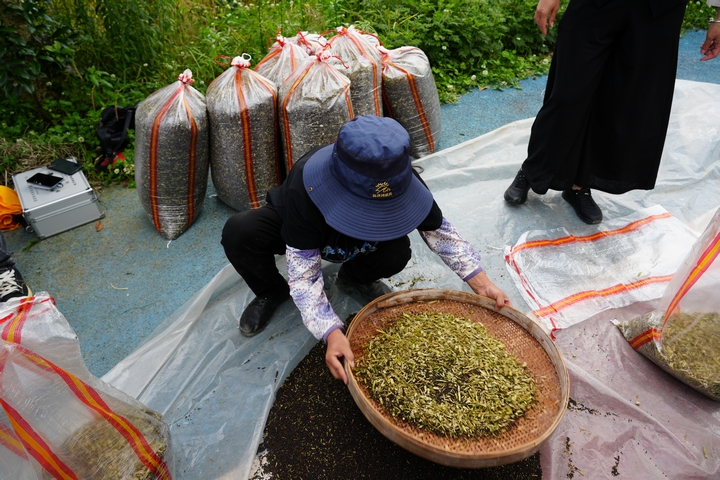 村民正在篩選油菜。金莎攝