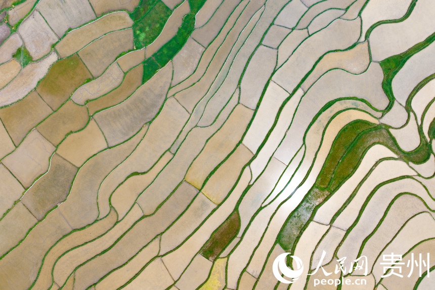 航拍貴陽市花溪區(qū)高坡苗族鄉(xiāng)梯田。人民網(wǎng)記者 涂敏攝