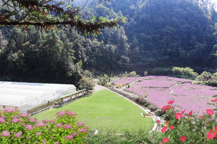 苗疆蜂業(yè)蜜蜂養(yǎng)殖基地。