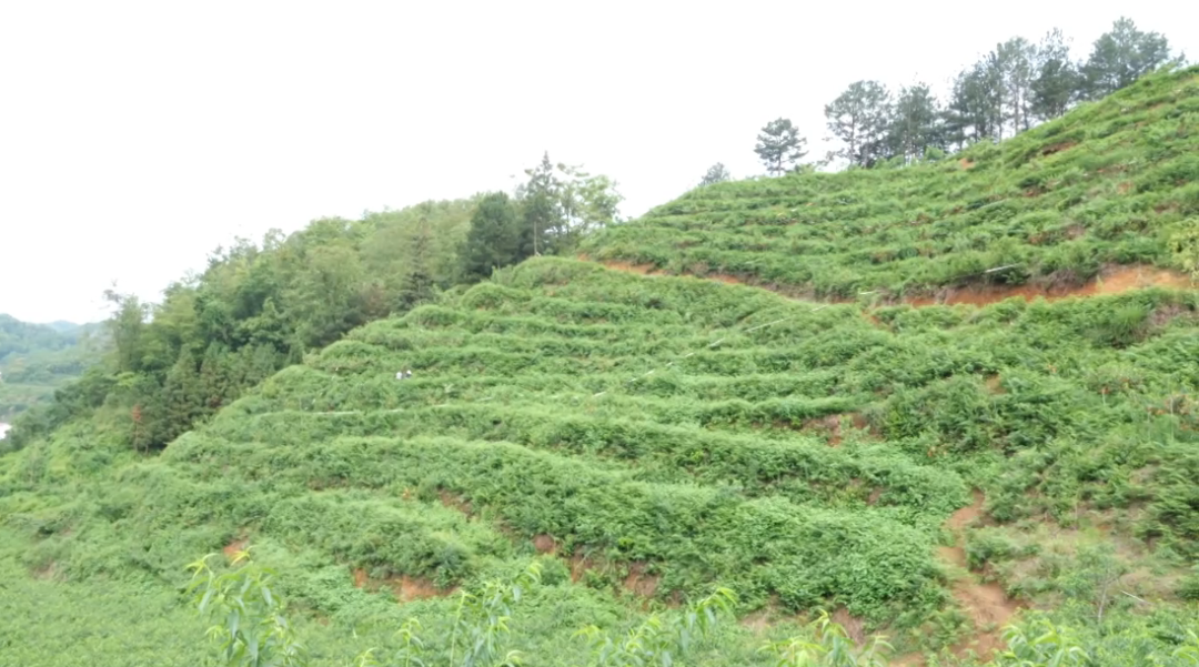 寧谷鎮黃桃種植基地。