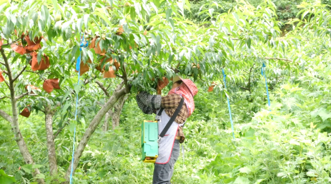 果農正在進行黃桃管護。