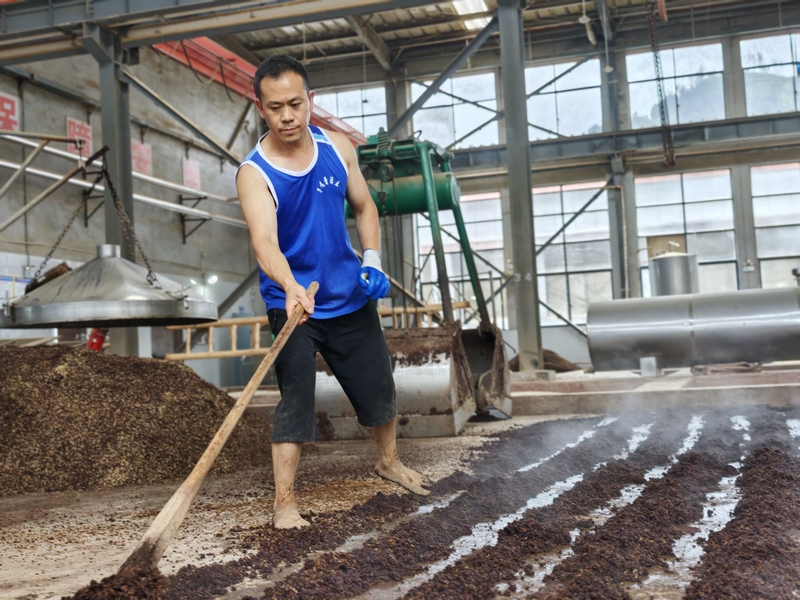 工人正忙著攤晾 。王琨榮攝