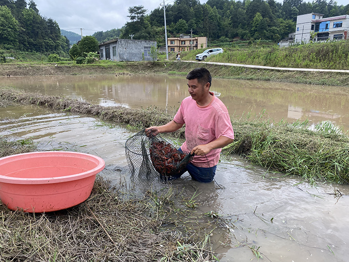 工人正收網(wǎng)捕撈蝦。金莎攝