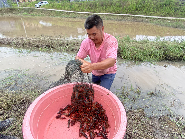 工人正收網(wǎng)捕撈蝦。金莎攝