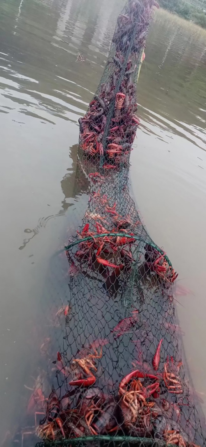 金沙縣五龍街道五關(guān)社區(qū)養(yǎng)殖的稻蝦。金莎攝