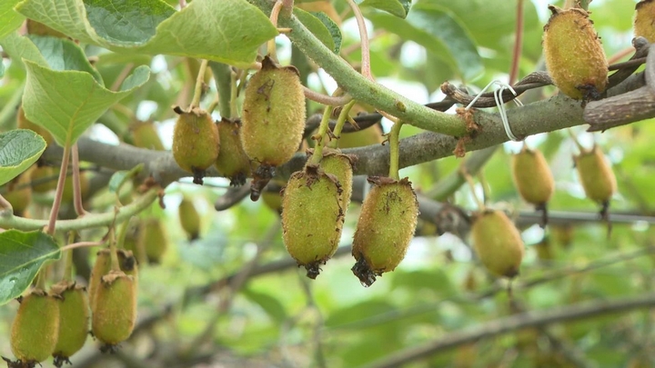 普定縣馬官鎮(zhèn)金荷村種植的獼猴桃。.jpg