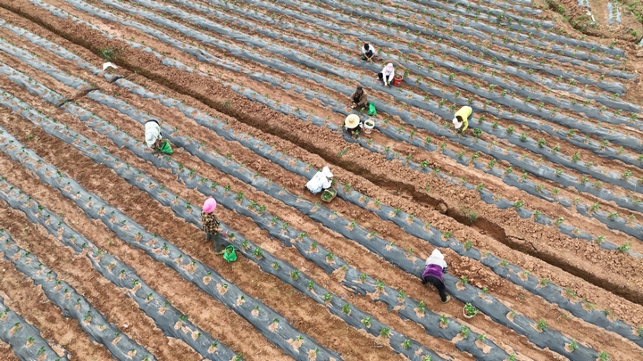 村民在治理后的土地里農作。陸勁松 攝.jpg