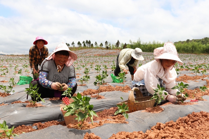 村民進行田間管理。陸勁松 攝.jpg
