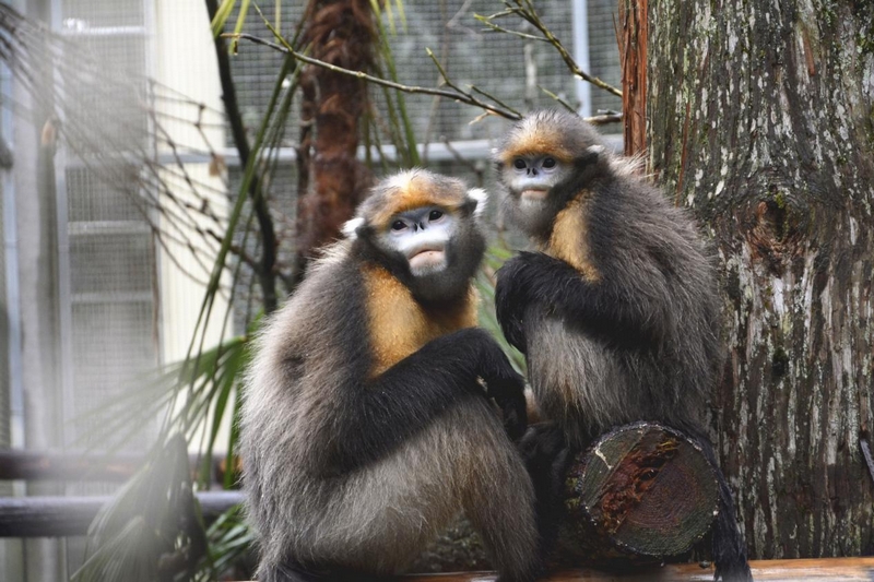 黔金絲猴。申逸愷攝