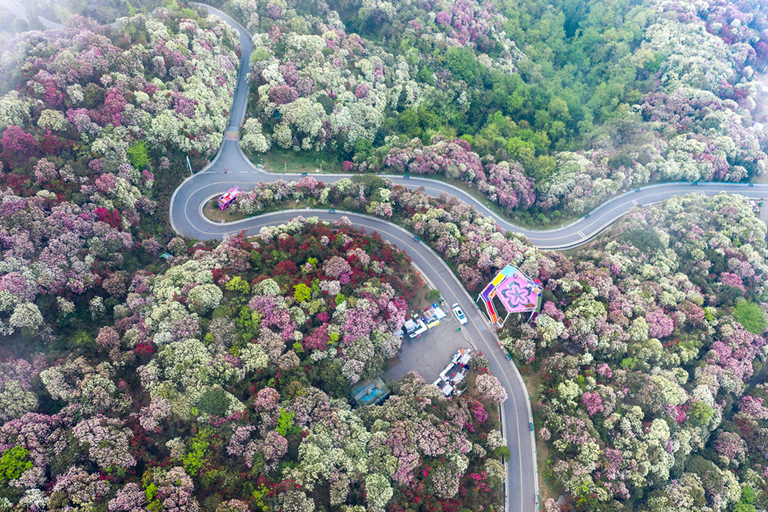 百里杜鵑景區(qū)。貴州省林業(yè)局供圖
