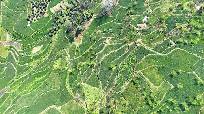 織金縣白泥鎮水營村小麥產業。