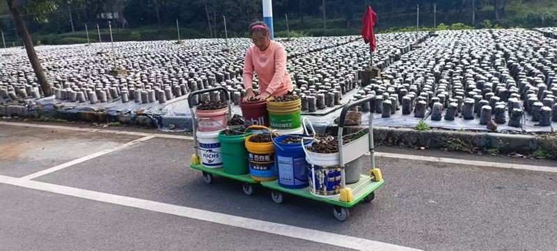 織金縣黑土鎮龍洞村務工群眾在木耳種植基地采收木耳。