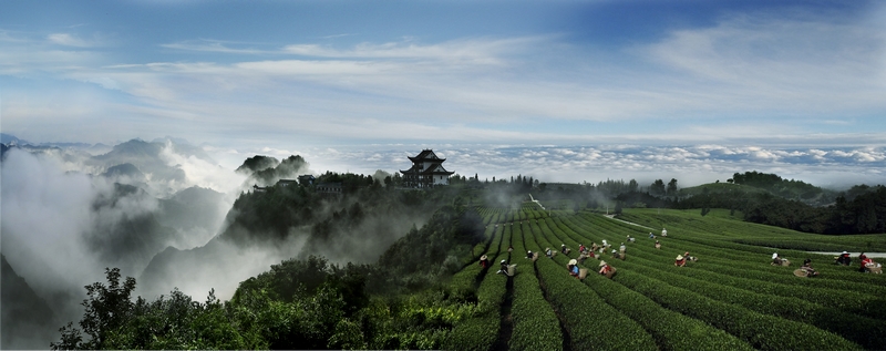 開(kāi)陽(yáng)縣禾豐鄉(xiāng)云山茶海。