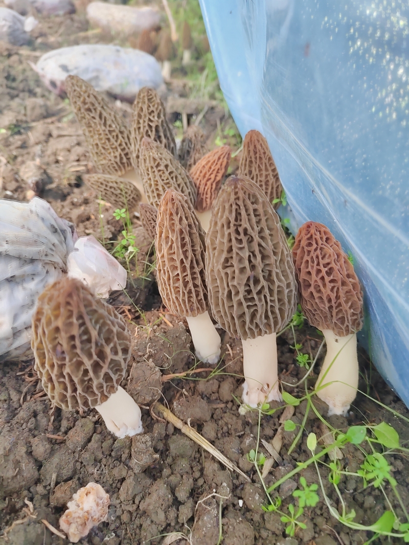 羊肚菌長勢喜人。