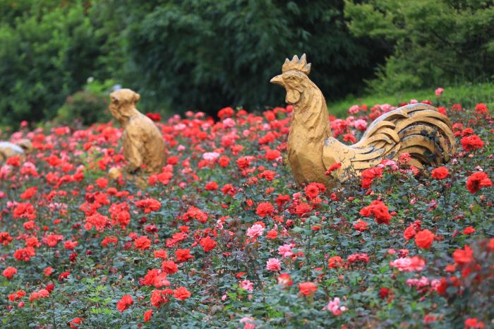 觀山湖的月季花開了。