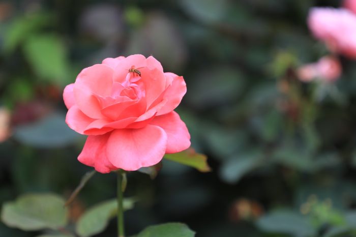 觀山湖的月季花開了。