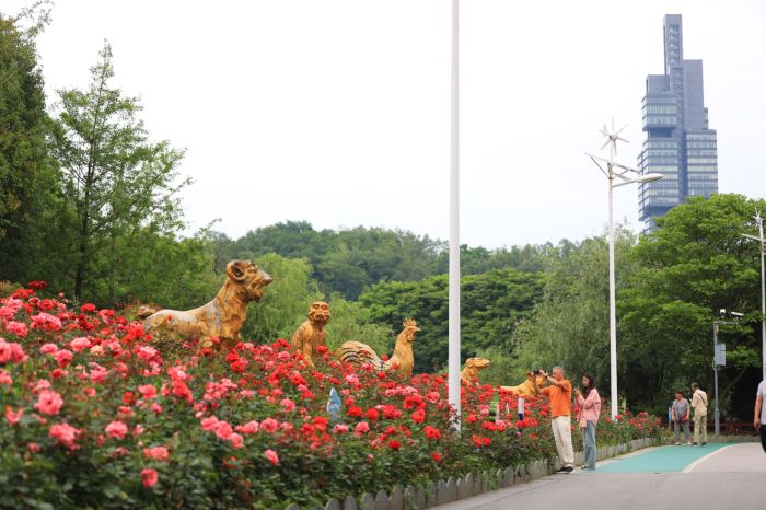 觀山湖的月季花開了。