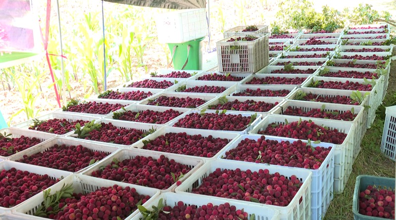 圖為普定縣馬場鎮(zhèn)的楊梅迎來豐收季。