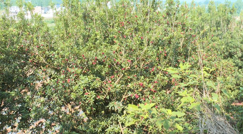 圖為普定縣馬場鎮的楊梅種植基地。