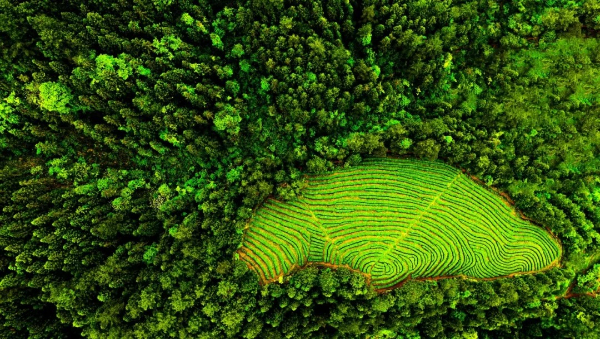 印江生態(tài)環(huán)境好,茶園如按在大地上的指紋。劉幼民/攝