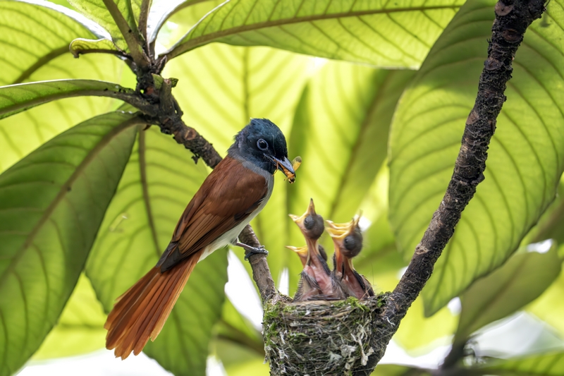 中南壽帶鳥。吳東憑攝