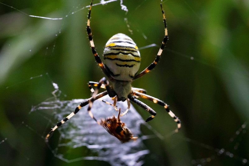 夜郎四季森林 ·金蛛覓食。楊元德攝
