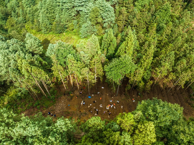 林下生金。羅大富攝
