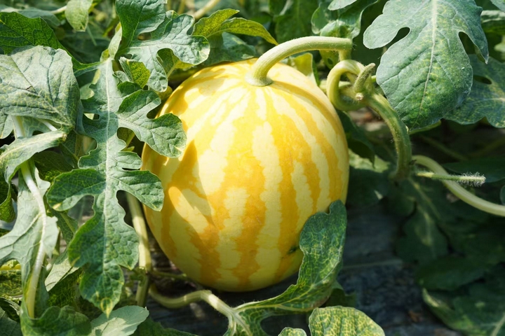 西洛街道開化社區(qū)種植的黃皮麒麟瓜 黃源匯 攝.jpg