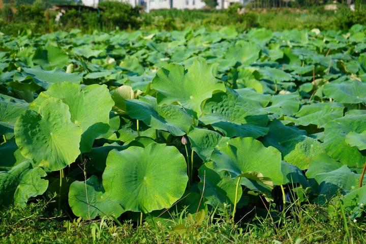 西洛街道竹荷園里的荷花池 黃源匯 攝 (2).jpg