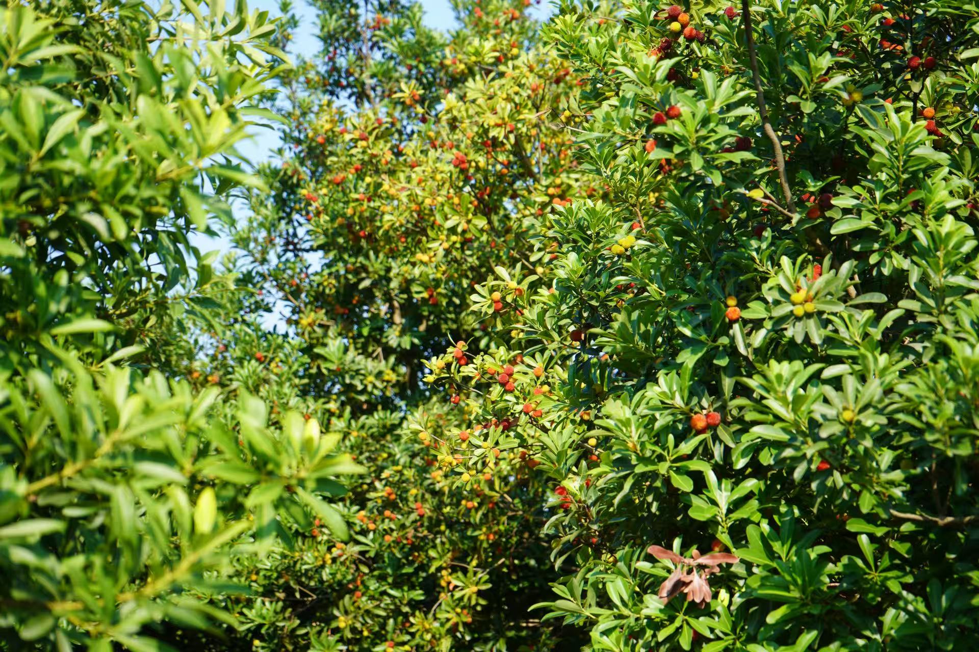 西洛街道開化社區(qū)松林寨瑪瑙般的楊梅 黃源匯 攝 (2).jpg